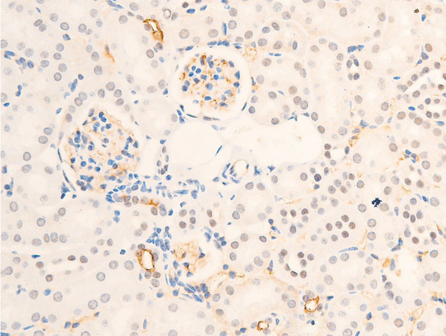 BIRC5 / Survivin Antibody - 1:100 staining mouse kidney tissue by IHC-P. The tissue was formaldehyde fixed and a heat mediated antigen retrieval step in citrate buffer was performed. The tissue was then blocked and incubated with the antibody for 1.5 hours at 22°C. An HRP conjugated goat anti-rabbit antibody was used as the secondary.