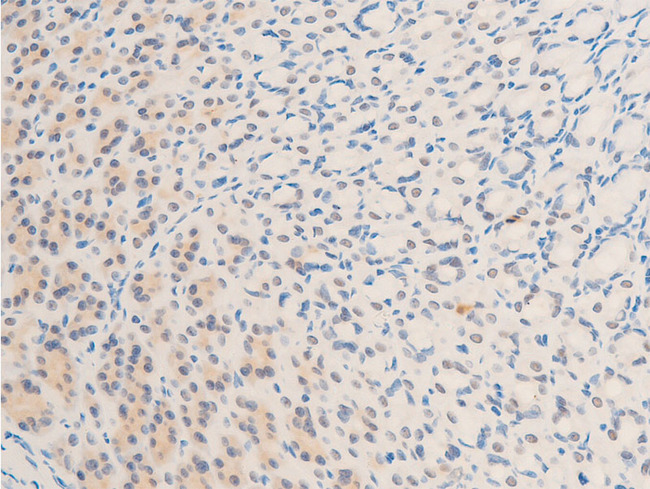 BIRC5 / Survivin Antibody - 1:100 staining rat gastric tissue by IHC-P. The tissue was formaldehyde fixed and a heat mediated antigen retrieval step in citrate buffer was performed. The tissue was then blocked and incubated with the antibody for 1.5 hours at 22°C. An HRP conjugated goat anti-rabbit antibody was used as the secondary.