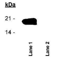 BIRC5 / Survivin Antibody - Lane 1: Phosphorylated Survivin protein and Lane 2: Non-phosphorylated Survivin protein.  This image was taken for the unconjugated form of this product. Other forms have not been tested.