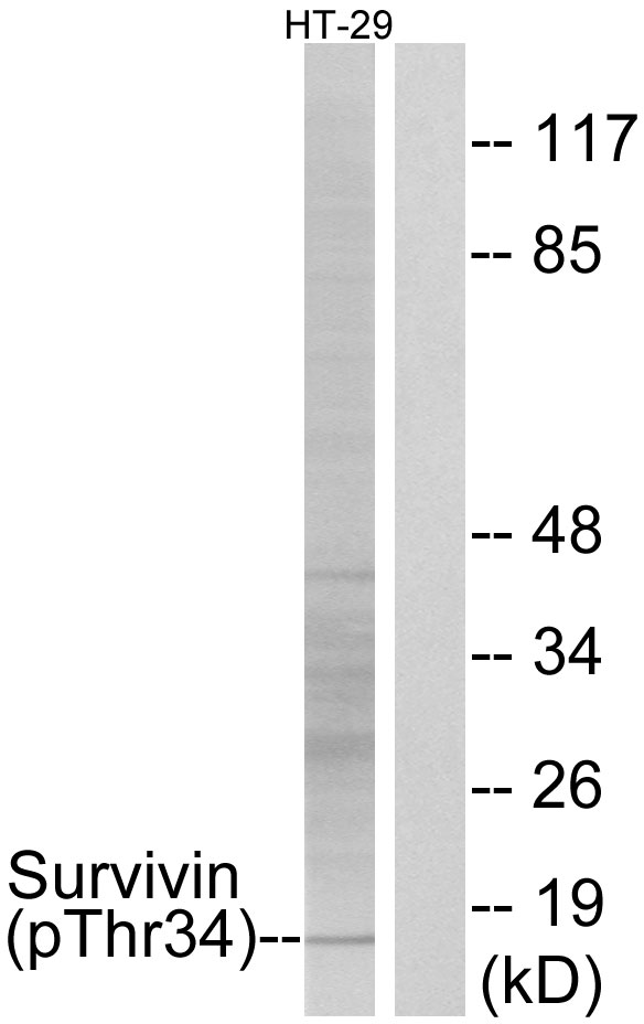 BIRC5 / Survivin Antibody - Western blot analysis of lysates from HT29 cells treated with EGF 100ug/ml 30', using Survivin (Phospho-Thr34) Antibody. The lane on the right is blocked with the phospho peptide.