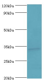 BIRC7 / Livin Antibody - Western blot. All lanes: Baculoviral IAP repeat-containing protein 7 antibody at 6 ug/ml+HeLa whole cell lysate. Secondary antibody: Goat polyclonal to rabbit at 1:10000 dilution. Predicted band size: 33 kDa. Observed band size: 33 kDa.