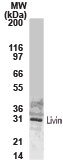 BIRC7 / Livin Antibody - Western blot of full-length, recombinant human Livin using Polyclonal Antibody to Livin/BIRC7/KIAP at 1:2000.