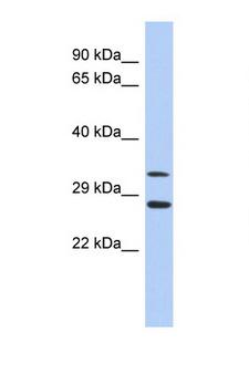 BIRC7 / Livin Antibody - BIRC7 / Livin antibody Western blot of 1 Cell lysate. Antibody concentration 1 ug/ml. This image was taken for the unconjugated form of this product. Other forms have not been tested.