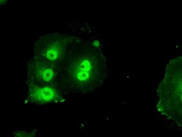 BIRC7 / Livin Antibody - Anti-BI mouse monoclonal antibody  immunofluorescent staining of COS7 cells transiently transfected by pCMV6-ENTRY BI.