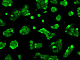 BIRC7 / Livin Antibody - Immunofluorescent staining of HeLa cells using anti-BI mouse monoclonal antibody.