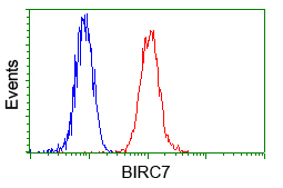 BIRC7 / Livin Antibody - Flow cytometric analysis of Hela cells, using anti-BI antibody, (Red) compared to a nonspecific negative control antibody (Blue).