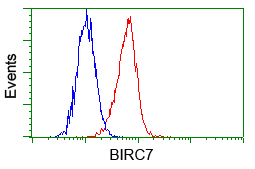 BIRC7 / Livin Antibody - Flow cytometry of HeLa cells, using anti-BI antibody, (Red) compared to a nonspecific negative control antibody (Blue).