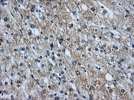BIRC7 / Livin Antibody - IHC of paraffin-embedded liver tissue using anti-BI mouse monoclonal antibody. (Dilution 1:50).
