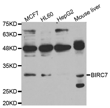 BIRC7 / Livin Antibody - Western blot analysis of extracts of various cell lines.