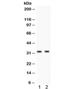 BIRC7 / Livin Antibody