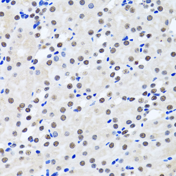 BIRC7 / Livin Antibody - Immunohistochemistry of paraffin-embedded rat kidney using BIRC7 antibody at dilution of 1:100 (40x lens).