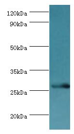 BIRC8 / ILP2 Antibody - Western blot. All lanes: Baculoviral IAP repeat-containing protein 8 antibody at 6 ug/ml+mouse brain tissue. Secondary antibody: Goat polyclonal to rabbit at 1:10000 dilution. Predicted band size: 27 kDa. Observed band size: 27 kDa.