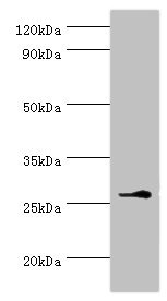 BIRC8 / ILP2 Antibody - Western blot All lanes: Baculoviral IAP repeat-containing protein 8 antibody at 6µg/ml + Mouse brain tissue Secondary Goat polyclonal to rabbit IgG at 1/10000 dilution Predicted band size: 27 kDa Observed band size: 27 kDa