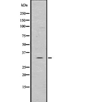 BIRC8 / ILP2 Antibody - Western blot analysis of ILP2 using K562 whole lysates.