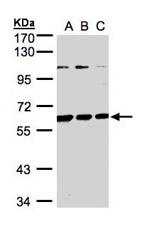 BIVM Antibody - Sample (30 ug whole cell lysate). A: H1299, B: HeLa S3, C: Hep G2 . 7.5% SDS PAGE. BIVM antibody diluted at 1:1000