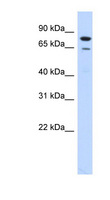 BLAP75 / RMI1 Antibody - RMI1 / BLAP75 antibody Western blot of Transfected 293T cell lysate. This image was taken for the unconjugated form of this product. Other forms have not been tested.