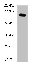 BLAP75 / RMI1 Antibody - Western blot All lanes: RMI1 antibody at 4µg/ml + Mouse kidney tissue Secondary Goat polyclonal to rabbit IgG at 1/10000 dilution Predicted band size: 70 kDa Observed band size: 70 kDa