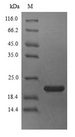 Allergen Bla g 4 Protein - (Tris-Glycine gel) Discontinuous SDS-PAGE (reduced) with 5% enrichment gel and 15% separation gel.