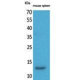BLC / CXCL13 Antibody - Western blot of BLC antibody