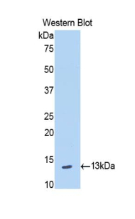 BLC / CXCL13 Antibody - Western blot of recombinant BLC / CXCL13.  This image was taken for the unconjugated form of this product. Other forms have not been tested.