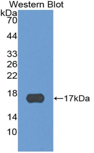 BLC / CXCL13 Antibody - Western Blot; Sample: Recombinant protein.