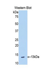 BLC / CXCL13 Antibody - Western blot of recombinant BLC / CXCL13.  This image was taken for the unconjugated form of this product. Other forms have not been tested.
