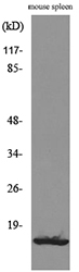 BLC / CXCL13 Antibody - Western blot analysis of lysate from mouse spleen cells, using CXCL13 Antibody.