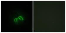 BLCAP Antibody - Peptide - + Immunofluorescence analysis of 3T3 cells, using BLCAP antibody.