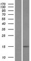BLID Protein - Western validation with an anti-DDK antibody * L: Control HEK293 lysate R: Over-expression lysate
