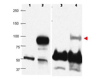 BLIMP1 / PRDM1 Antibody - Western blots using affinity purified anti-PRDM1/BLIMP1 antibody show detection of overexpressed PRDM1/BLIMP1 in whole transfected Raji cell lysate (lane 2) at ~88kDa. Lane 1 shows mock transfection in whole Raji cell lysate. Detection of endogenous PRDM1/BLIMP1 (lane 4) is illustrated in human plasma cell nuclear extract, but not in Raji whole cell nuclear extract (lane 3). The identity of the lower dark band at ~50-60kDa is unknown. Primary antibody was used at a 1:1000 dilution in 5% PBS-Tween.