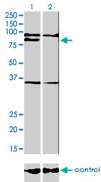 BLIMP1 / PRDM1 Antibody - Western blot analysis of PRDM1 over-expressed 293 cell line, cotransfected with PRDM1 Validated Chimera RNAi (Lane 2) or non-transfected control (Lane 1). Blot probed with PRDM1 monoclonal antibody (M01), clone 2B10 . GAPDH ( 36.1 kDa ) used as specificity and loading control.