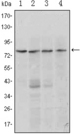 BLIMP1 / PRDM1 Antibody - Western blot using PRDM1 mouse monoclonal antibody against Raji (1, 2), L1210 (3) and TPH-1 (4) cell lysate.