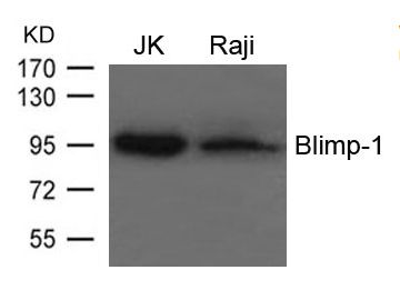 BLIMP1 / PRDM1 Antibody - Western blot of extracts from JK and Raji cells using Blimp-1 Antibody