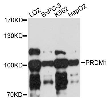 BLIMP1 / PRDM1 Antibody - Western blot analysis of extracts of various cell lines, using PRDM1 antibody at 1:3000 dilution. The secondary antibody used was an HRP Goat Anti-Rabbit IgG (H+L) at 1:10000 dilution. Lysates were loaded 25ug per lane and 3% nonfat dry milk in TBST was used for blocking. An ECL Kit was used for detection and the exposure time was 30s.