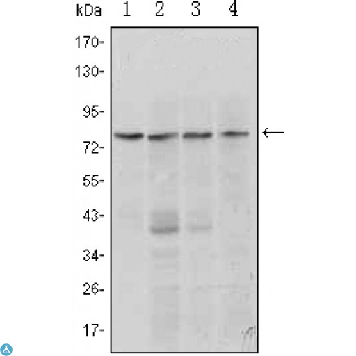 BLIMP1 / PRDM1 Antibody - Western Blot (WB) analysis using Blimp-1 Monoclonal Antibody against Raji (1, 2), L1210 (3) and TPH-1 (4) cell lysate.