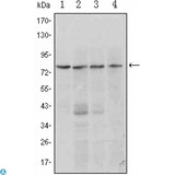 BLIMP1 / PRDM1 Antibody - Western Blot (WB) analysis using Blimp-1 Monoclonal Antibody against Raji (1, 2), L1210 (3) and TPH-1 (4) cell lysate.