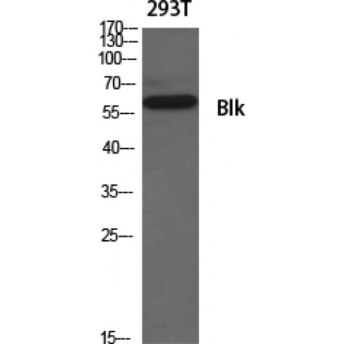 BLK Antibody - Western blot of Blk antibody