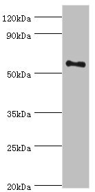 BLK Antibody - Western blot All lanes: Tyrosine-protein kinase Blk antibody at 10µg/ml + Mouse kidney tissue Secondary Goat polyclonal to rabbit IgG at 1/10000 dilution Predicted band size: 58 kDa Observed band size: 58 kDa