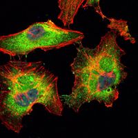 BLK Antibody - BLK Antibody in Immunofluorescence (IF)