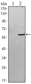 BLK Antibody - BLK Antibody in Western Blot (WB)