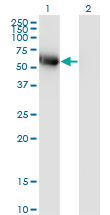BLK Antibody - Western Blot analysis of BLK expression in transfected 293T cell line by BLK monoclonal antibody (M01), clone 3E5-3A8.Lane 1: BLK transfected lysate(57.7 KDa).Lane 2: Non-transfected lysate.