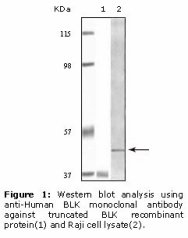 BLK Antibody