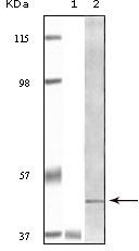 BLK Antibody - BLK Antibody in Western Blot (WB)