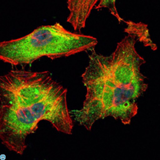 BLK Antibody - Immunofluorescence (IF) analysis of HeLa cells using Blk Monoclonal Antibody (green). Blue: DRAQ5 fluorescent DNA dye. Red: Actin filaments have been labeled with Alexa Fluor-555 phalloidin.