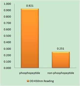 BLK Antibody - The absorbance readings at 450 nM are shown in the ELISA figure.