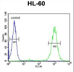 BLM Antibody - BLM Antibody flow cytometry of HL-60 cells (right histogram) compared to a negative control cell (left histogram). FITC-conjugated goat-anti-rabbit secondary antibodies were used for the analysis.