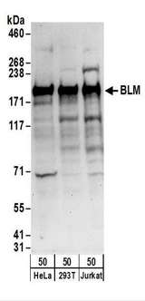 BLM Antibody - Detection of Human BLM by Western Blot. Samples: Whole cell lysate (50 ug) from HeLa, 293T, and Jurkat cells. Antibodies: Affinity purified rabbit anti-BLM antibody used for WB at 0.1 ug/ml. Detection: Chemiluminescence with an exposure time of 30 seconds.