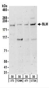 BLM Antibody - Detection of Mouse BLM by Western Blot. Samples: Whole cell lysate (50 ug) from NIH3T3, TCMK-1, 4T1, and CT26.WT cells. Antibodies: Affinity purified rabbit anti-BLM antibody used for WB at 2 ug/ml. Detection: Chemiluminescence with an exposure time of 3 minutes.