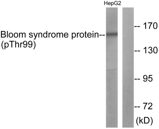 BLM Antibody - Western blot analysis of lysates from HepG2 cells, using Bloom Syndrome (Phospho-Thr99) Antibody. The lane on the right is blocked with the phospho peptide.