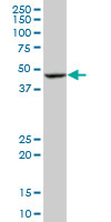 BLMH Antibody - BLMH monoclonal antibody (M02), clone 4A2. Western Blot analysis of BLMH expression in K-562.